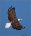 _1SB7674 american bald eagle